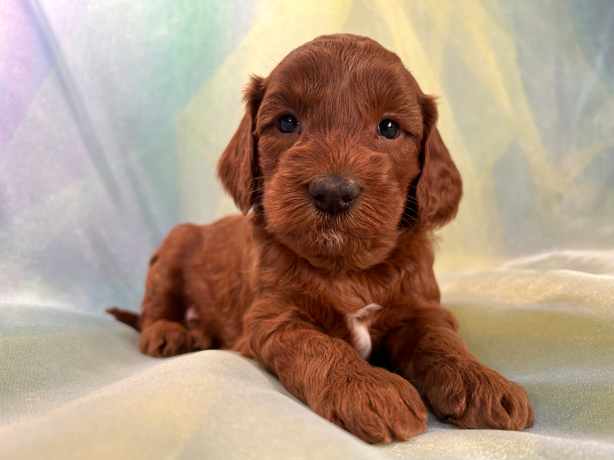 Dark Red Miniature Goldendoodle Puppy for Sale, Female DOB 1-18-2023